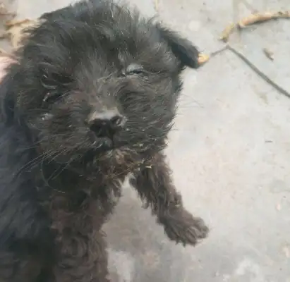 People say stray dogs pick up the little ones and throw them in the garbage. Drop it