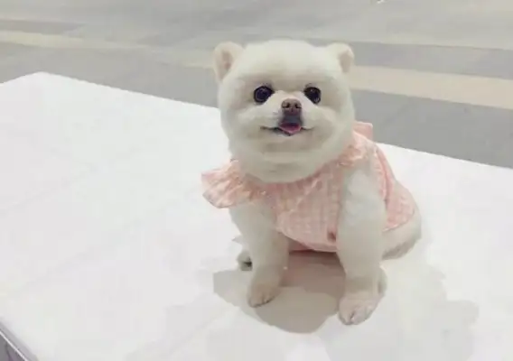 Seeing Guan Xiaojun name to the dog, netizens laugh: more than I do