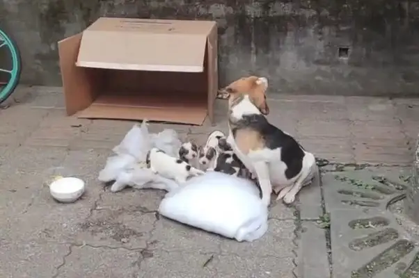Seven Pure Beagles, mother-in-law, abandoned on the streets