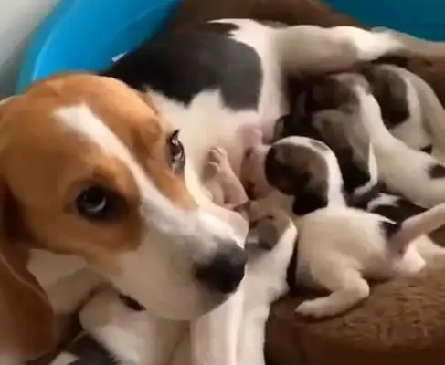 Seven Pure Beagles, mother-in-law, abandoned on the streets