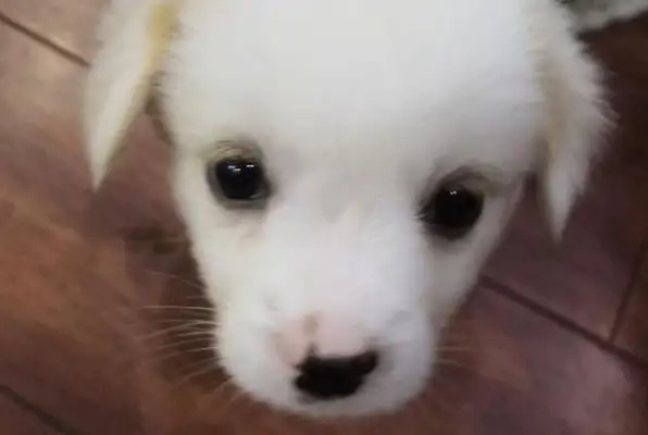 The girl found a little Bo-mi, and then two days later when she found out the dog was in a string, she sneaked it to her place