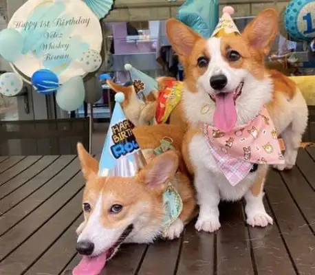 Seeing Guan Xiaojun name to the dog, netizens laugh: more than I do