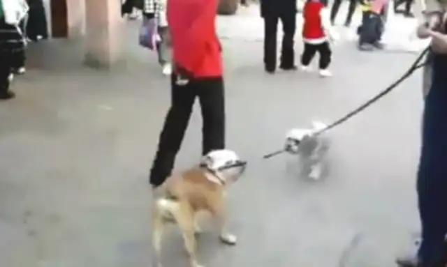 The man doesn't buy the dog meat. The passersby can't handle him