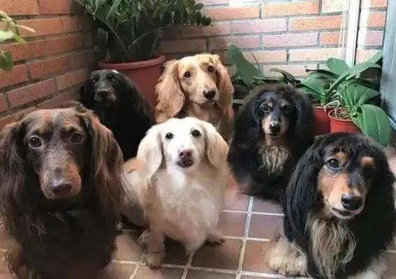 Six weenies look at the master's house with their bright eyes