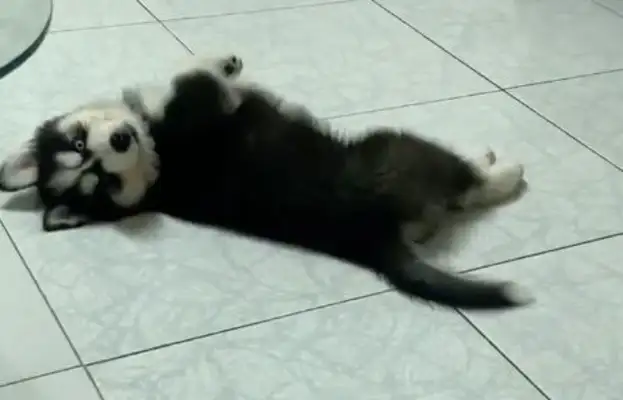 Seeing Guan Xiaojun name to the dog, netizens laugh: more than I do