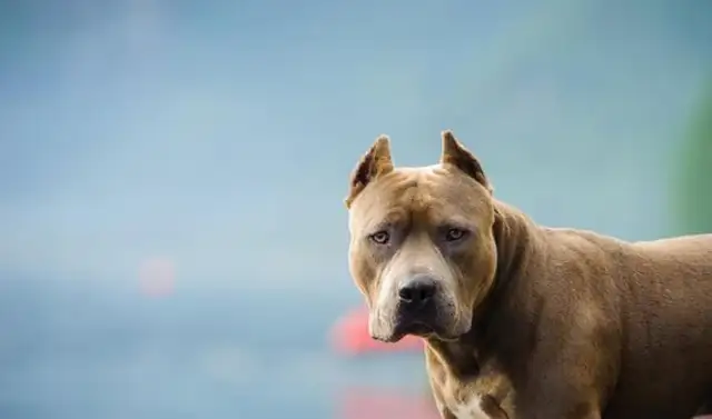 Girls with bit dogs, dogs with muscles, real girls and beasts