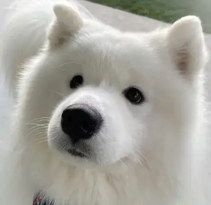Seeing Guan Xiaojun name to the dog, netizens laugh: more than I do