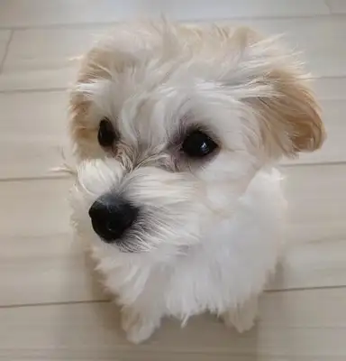 Seeing Guan Xiaojun name to the dog, netizens laugh: more than I do