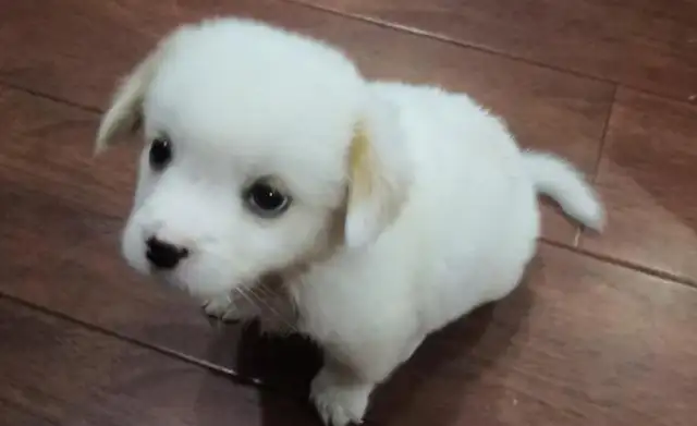 The girl found a little Bo-mi, and then two days later when she found out the dog was in a string, she sneaked it to her place