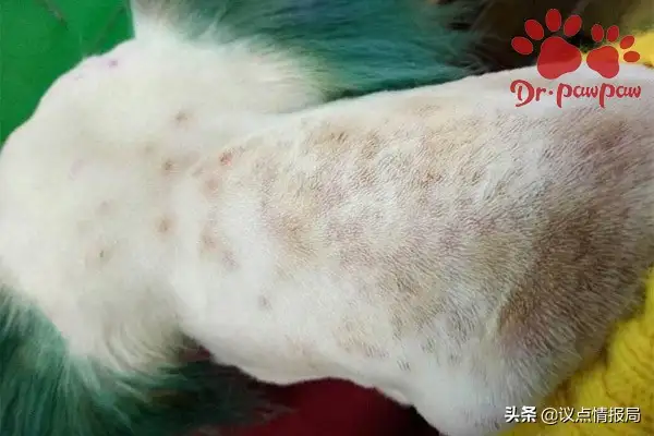Dogs' food allergies (symptomatics of food allergy)