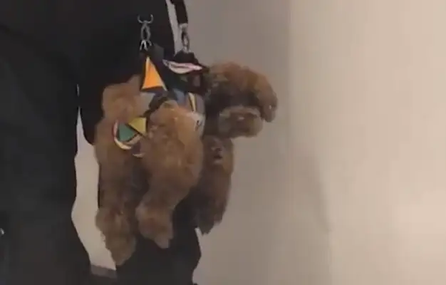 The master hangs the dog in the air, and the passers-by is good