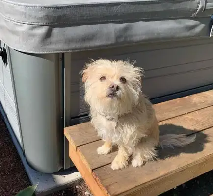 Seeing Guan Xiaojun name to the dog, netizens laugh: more than I do