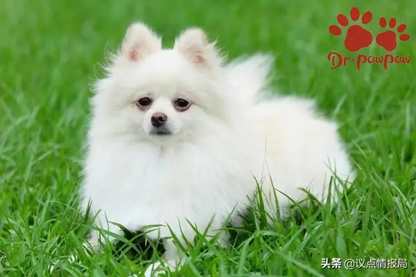 Dogs' food allergies (symptomatics of food allergy)