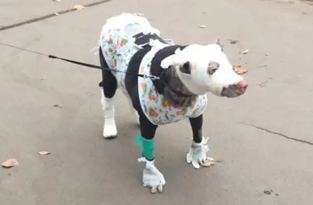 Mom ran into the fire to save people, burned badly and couldn't feed the dog, but in exchange for human betrayal