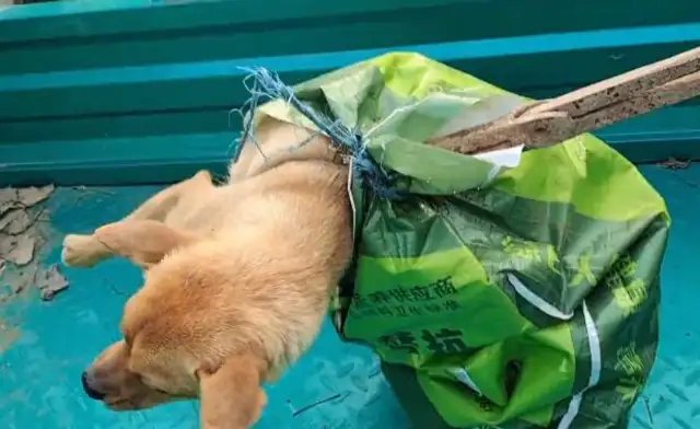 150 bucks. Less than 15 pounds of pugs sold in sacks to a dog car. Boy: Two days without feeding it