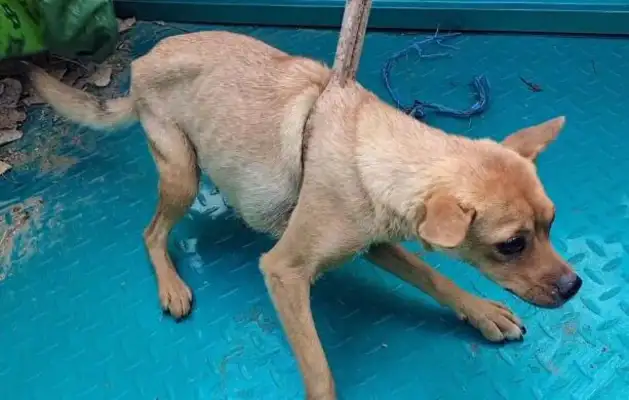 150 bucks. Less than 15 pounds of pugs sold in sacks to a dog car. Boy: Two days without feeding it