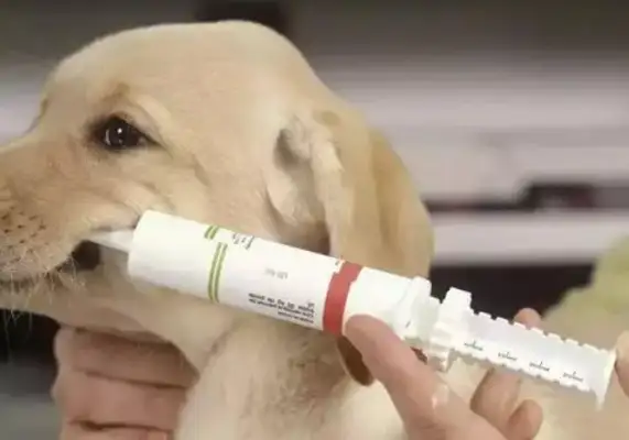How often do dogs get dewormed outside the body