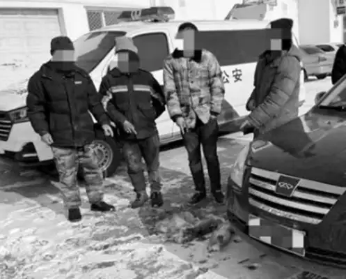 Four were hunted with hounds, three Mongolian rabbits were killed, held in criminal custody. Stay