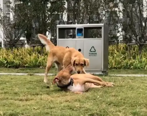 Girls with bit dogs, dogs with muscles, real girls and beasts