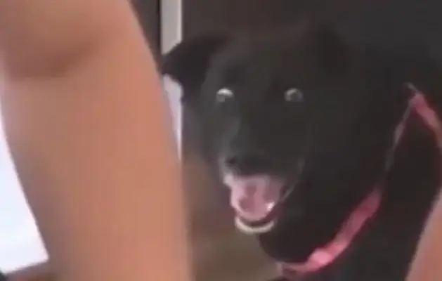 The big black dog's behavior is on the rise