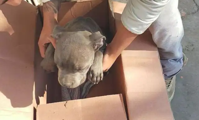 A dog was abandoned in front of the shelter, but after reading the letter, the staff moved