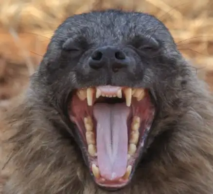 In World War II, the native dog, specializing in the control of the Japanese wolf, was dubbed