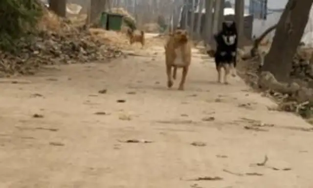 Girls with bit dogs, dogs with muscles, real girls and beasts