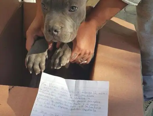A dog was abandoned in front of the shelter, but after reading the letter, the staff moved