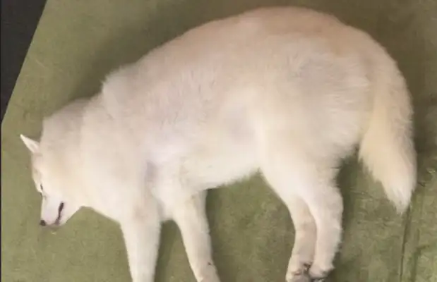 The master used the hair of the dog and made a dog look