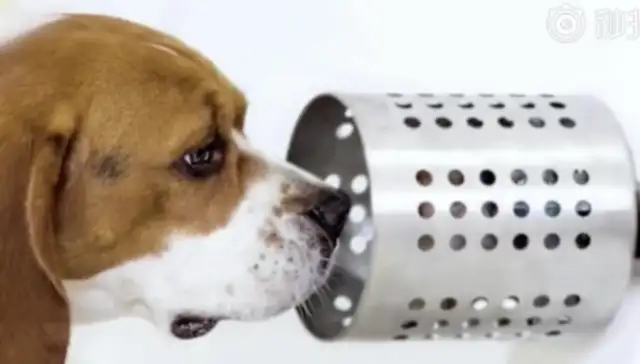 Recent research: Dogs can smell cancer in blood and have an accurate rate of 96.7%