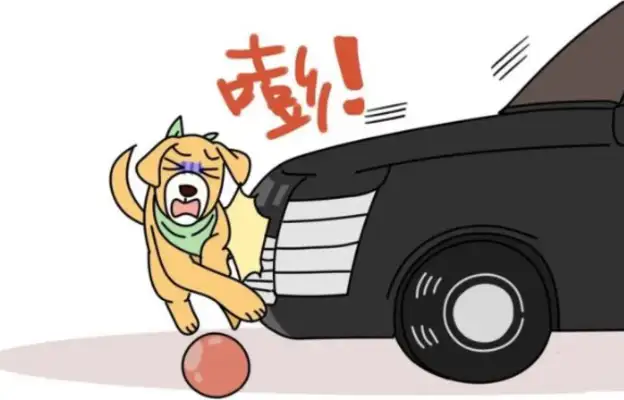 The pet dog hit the sedan! What's the verdict