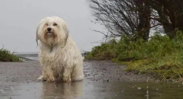 Dogs bark in the rain, neighbors wonder if they're going to check, but the dogs are breaking up