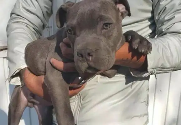 A dog was abandoned in front of the shelter, but after reading the letter, the staff moved