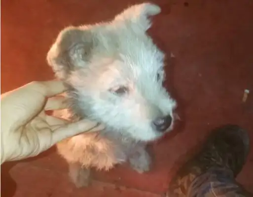 Seeing stray dogs on the road, the passers-bys are trying to get away