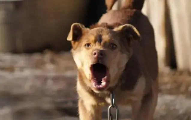 Dogs bark in the rain, neighbors wonder if they're going to check, but the dogs are breaking up