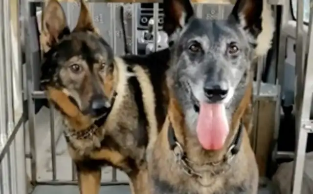 The dogs help find the man who's been missing for three days, and the police reward him with a chicken leg