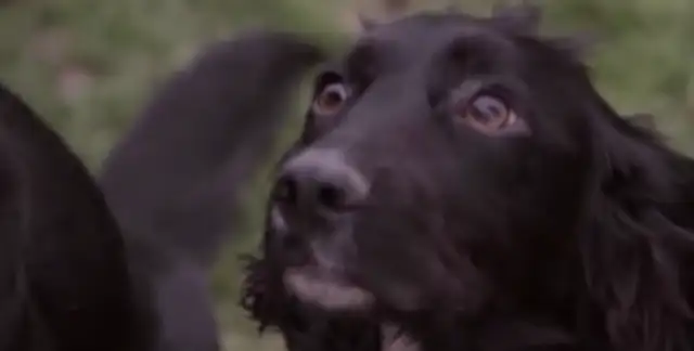 Recent research: Dogs can smell cancer in blood and have an accurate rate of 96.7%