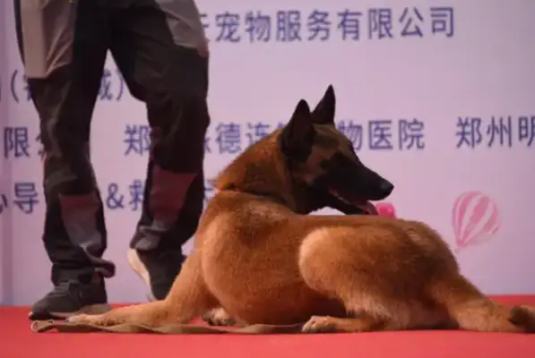 The Zhengzhou community organized a civil dog campaign that brought in over 100 pet dogs for their talent