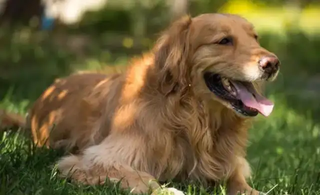 The golden hairdog who's been cut off from the farm can only ask for food in cages