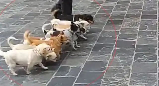 There's an old man walking a dog in Tibet. That's a good technique