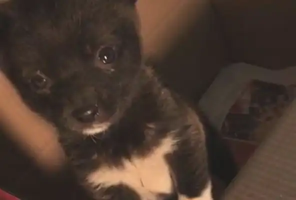 She ran into a stray dog on the street, and she couldn't wait to see her face