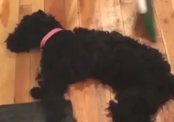 The big black dog's behavior is on the rise