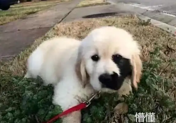 The dog was abandoned by the former owner, and the girl was brought home like a treasure