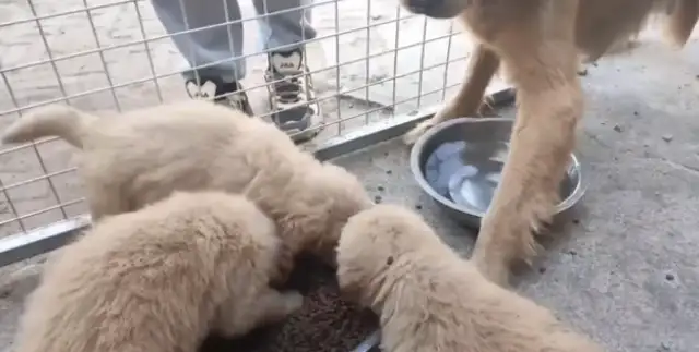 The golden hairdog who's been cut off from the farm can only ask for food in cages