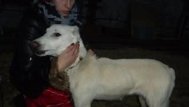 The husband took the pet dog and threw it away. The original owner went over 2,000 km and took it home