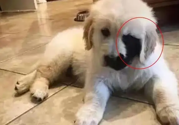 The dog was abandoned by the former owner, and the girl was brought home like a treasure