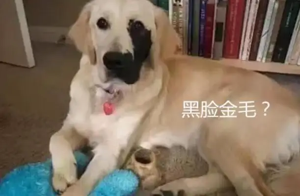 The dog was abandoned by the former owner, and the girl was brought home like a treasure