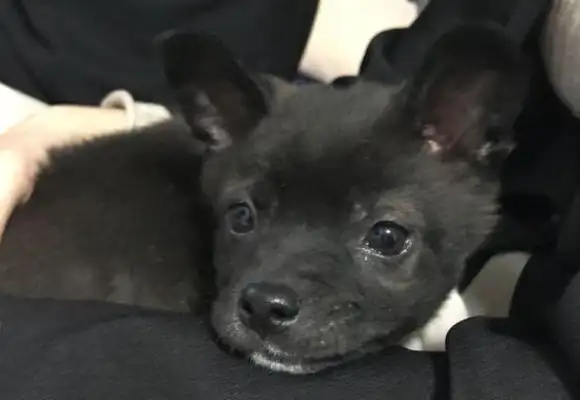 She ran into a stray dog on the street, and she couldn't wait to see her face
