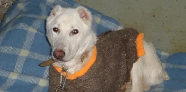 The husband took the pet dog and threw it away. The original owner went over 2,000 km and took it home