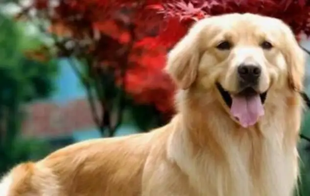 A woman was caught in a pet transport accident, and a golden fur dog that was supposed to be on a plane died of heat